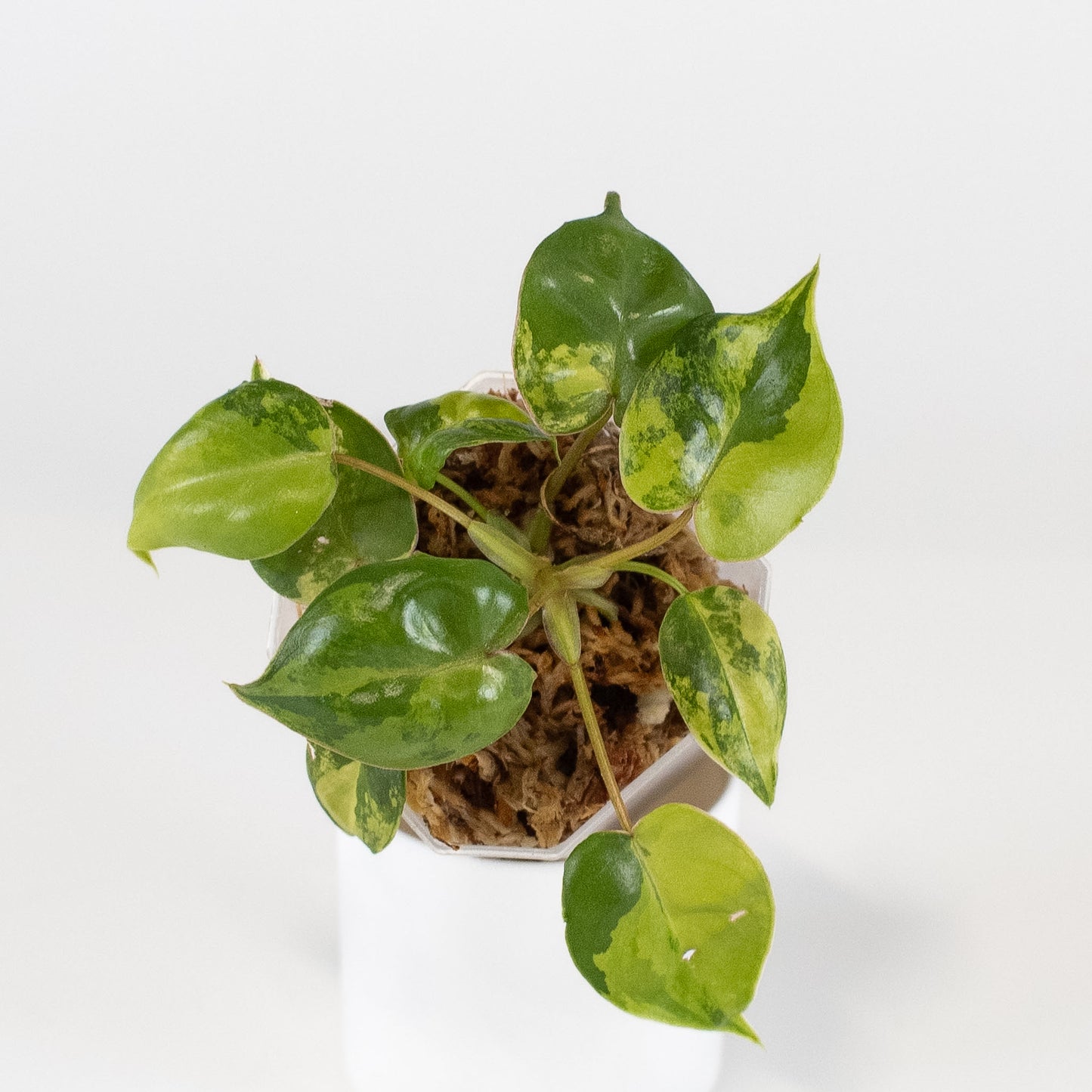 Philodendron Billietiae Variegated (2411)