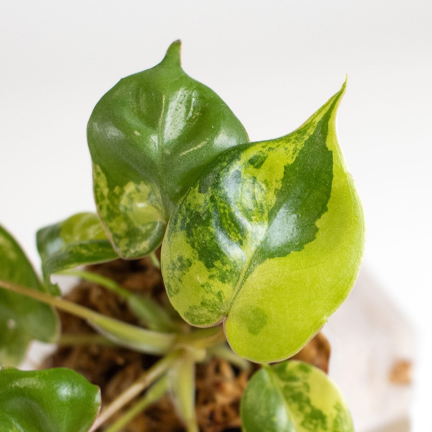Philodendron Billietiae Variegated (2411)