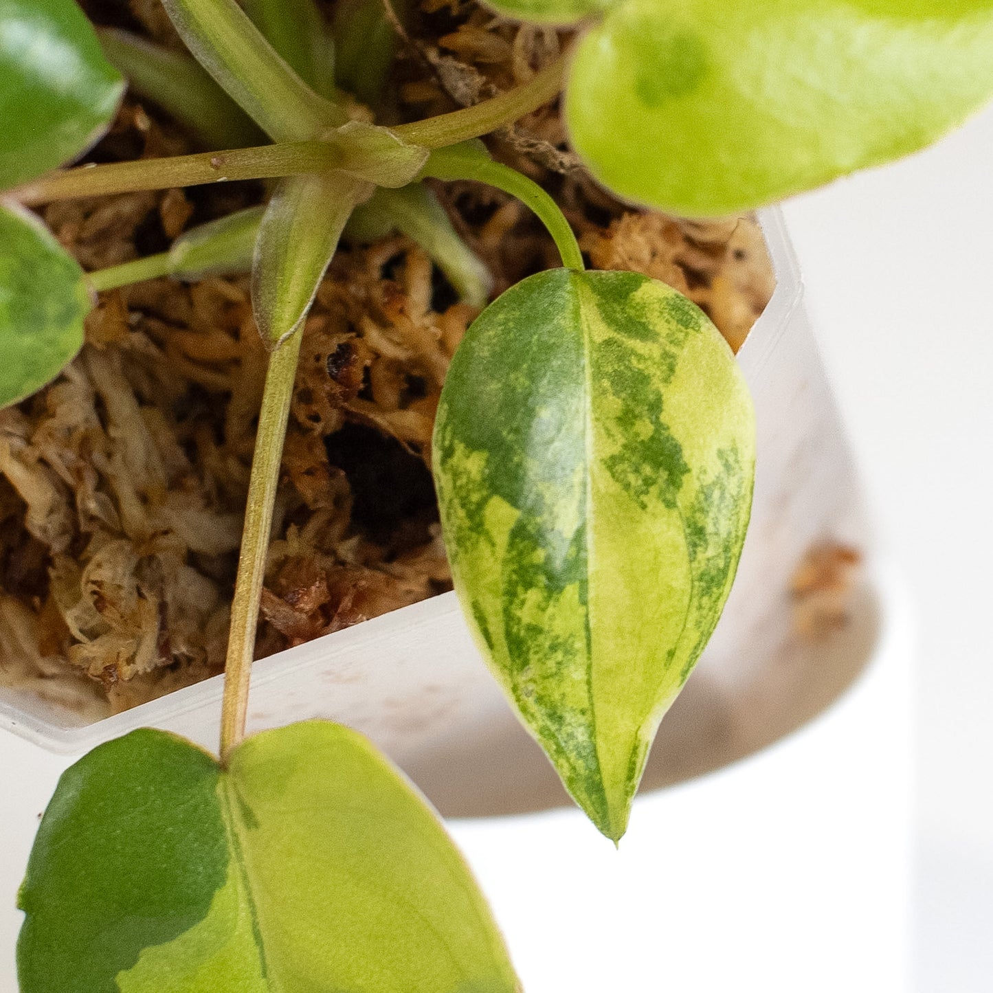 Philodendron Billietiae Variegated (2411)