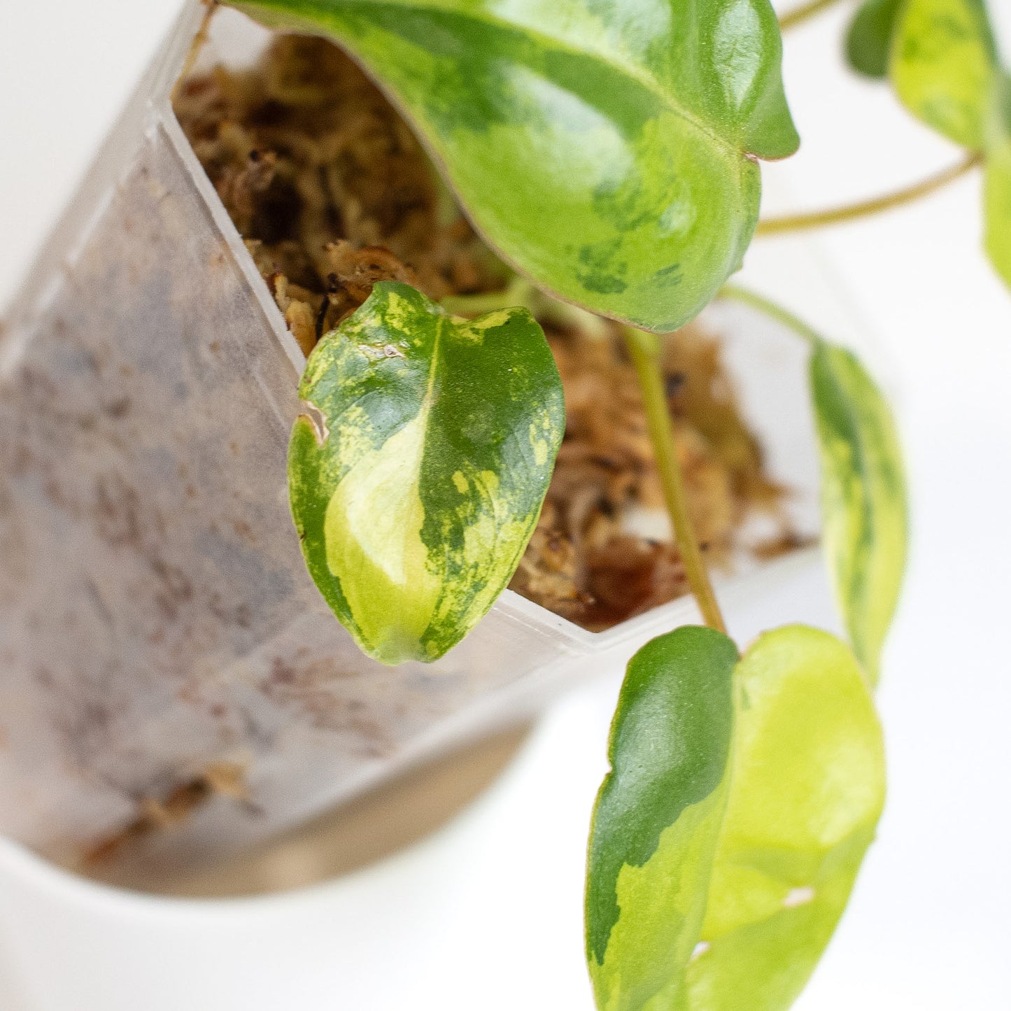 Philodendron Billietiae Variegated (2411)