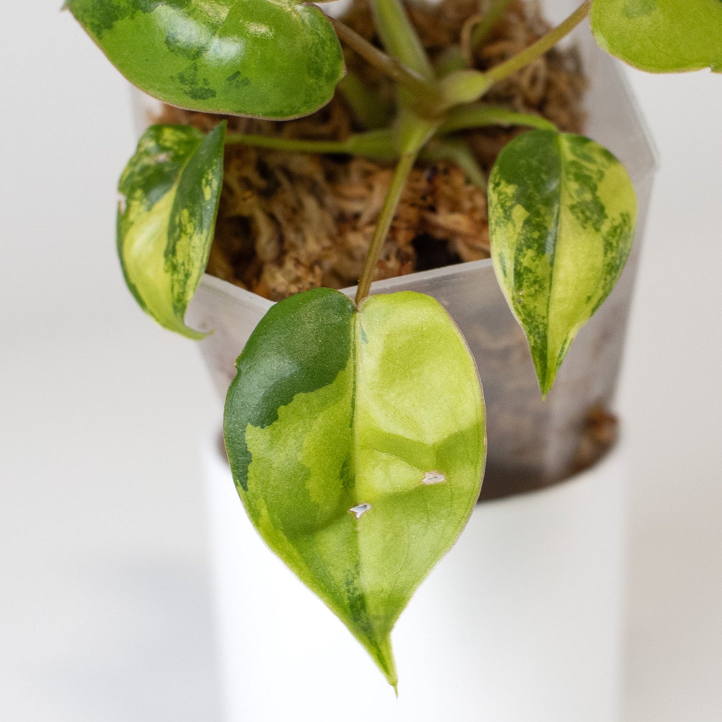 Philodendron Billietiae Variegated (2411)