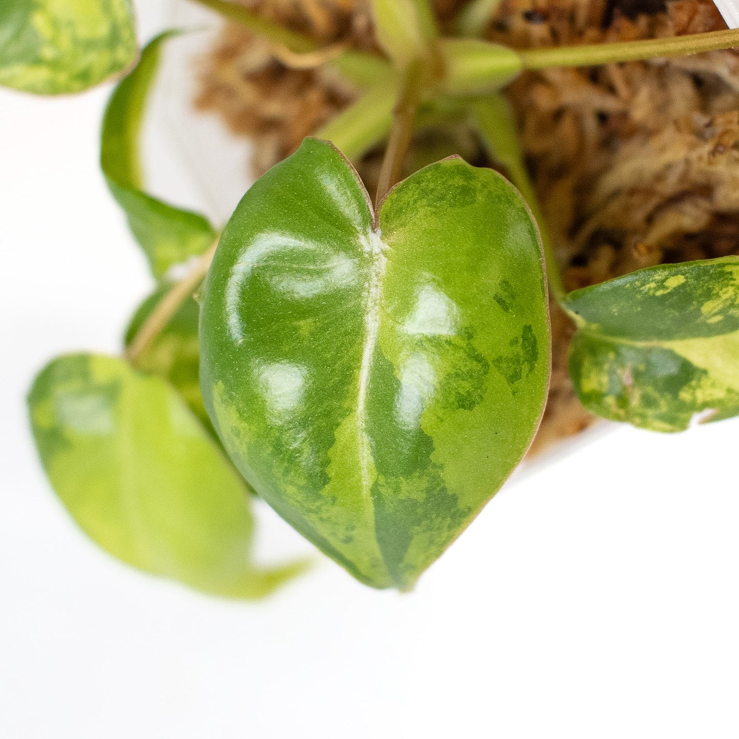 Philodendron Billietiae Variegated (2411)