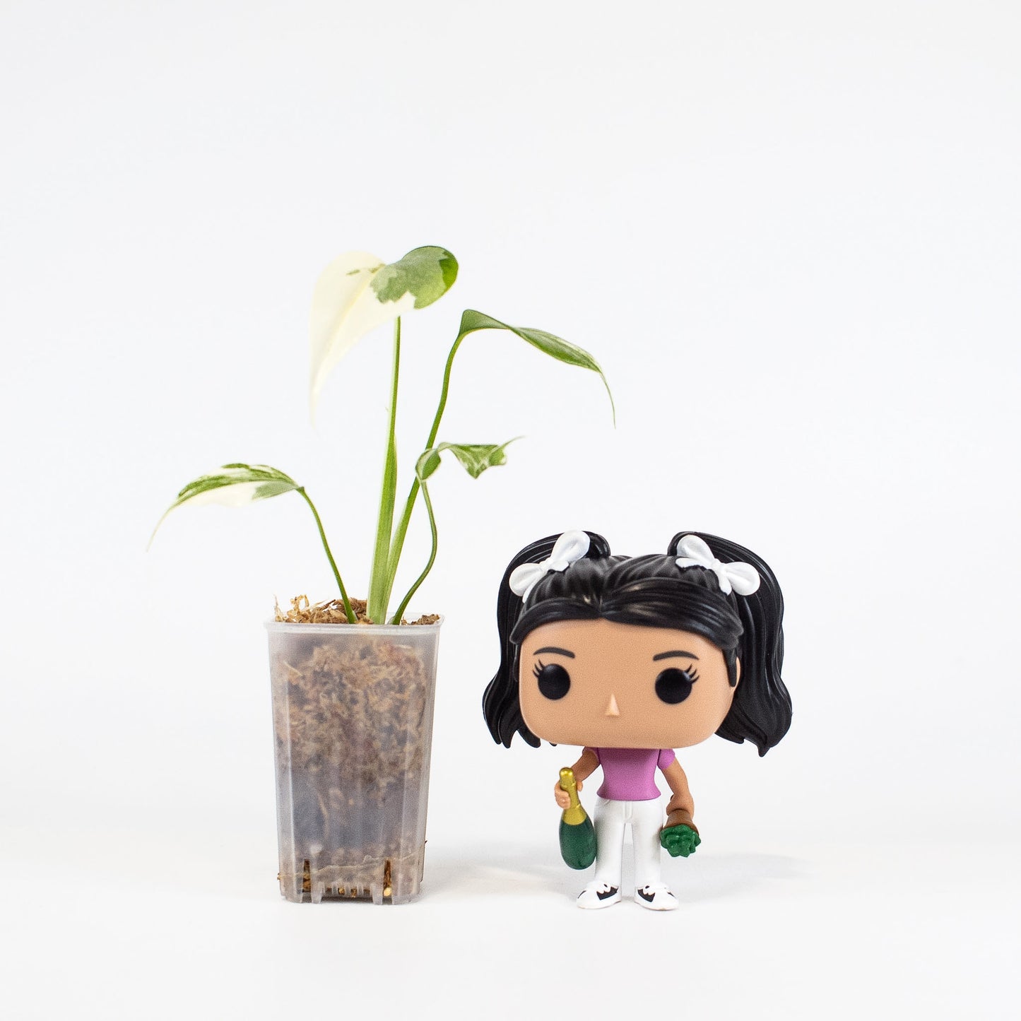 Monstera Deliciosa Albo Large Form (2413)