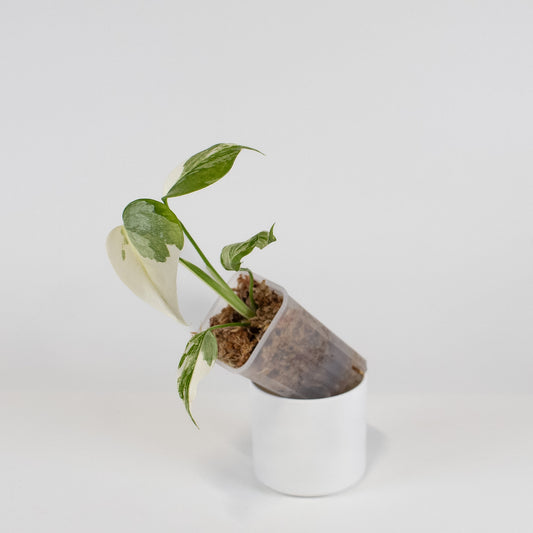 Monstera Deliciosa Albo Large Form (2413)