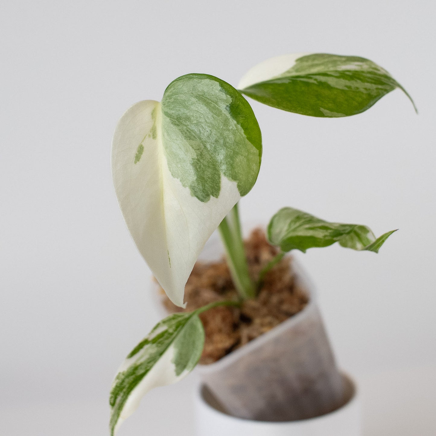 Monstera Deliciosa Albo Large Form (2413)