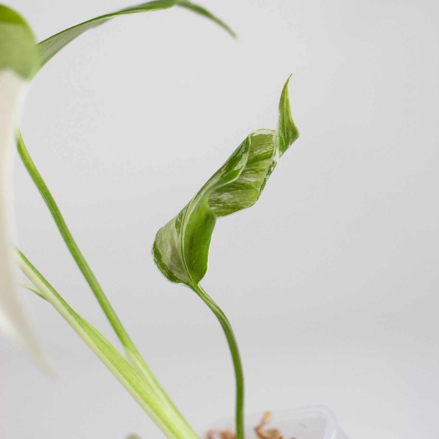 Monstera Deliciosa Albo Large Form (2413)