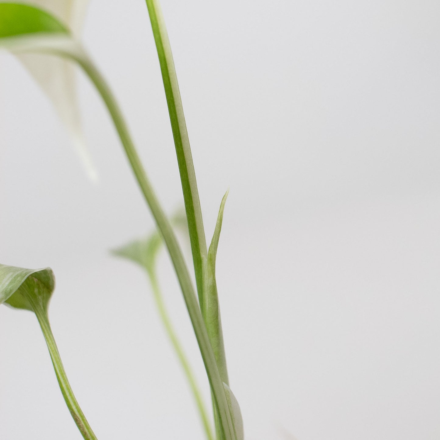Monstera Deliciosa Albo Large Form (2413)