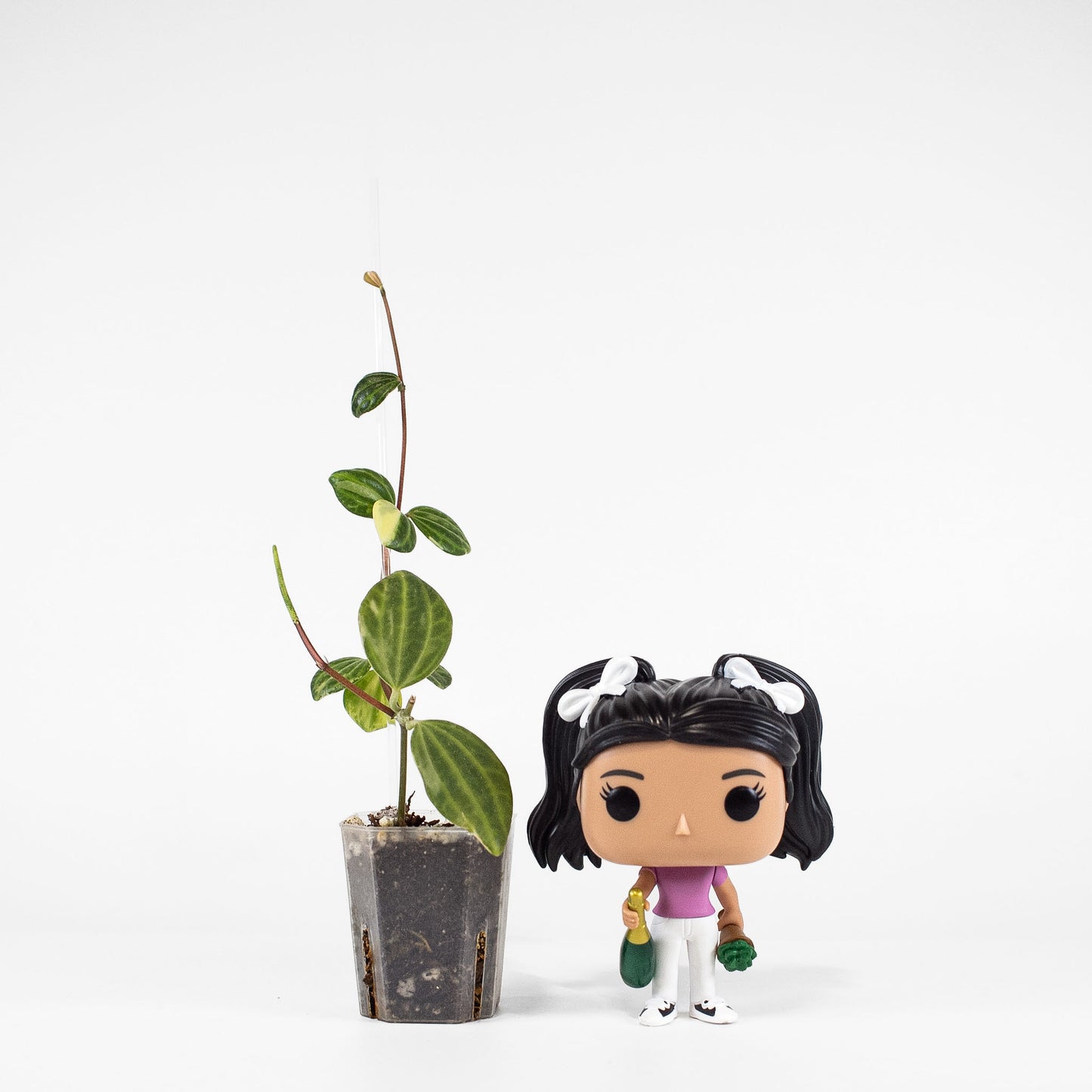 Peperomia Verde Variegated Tricolor (2416)