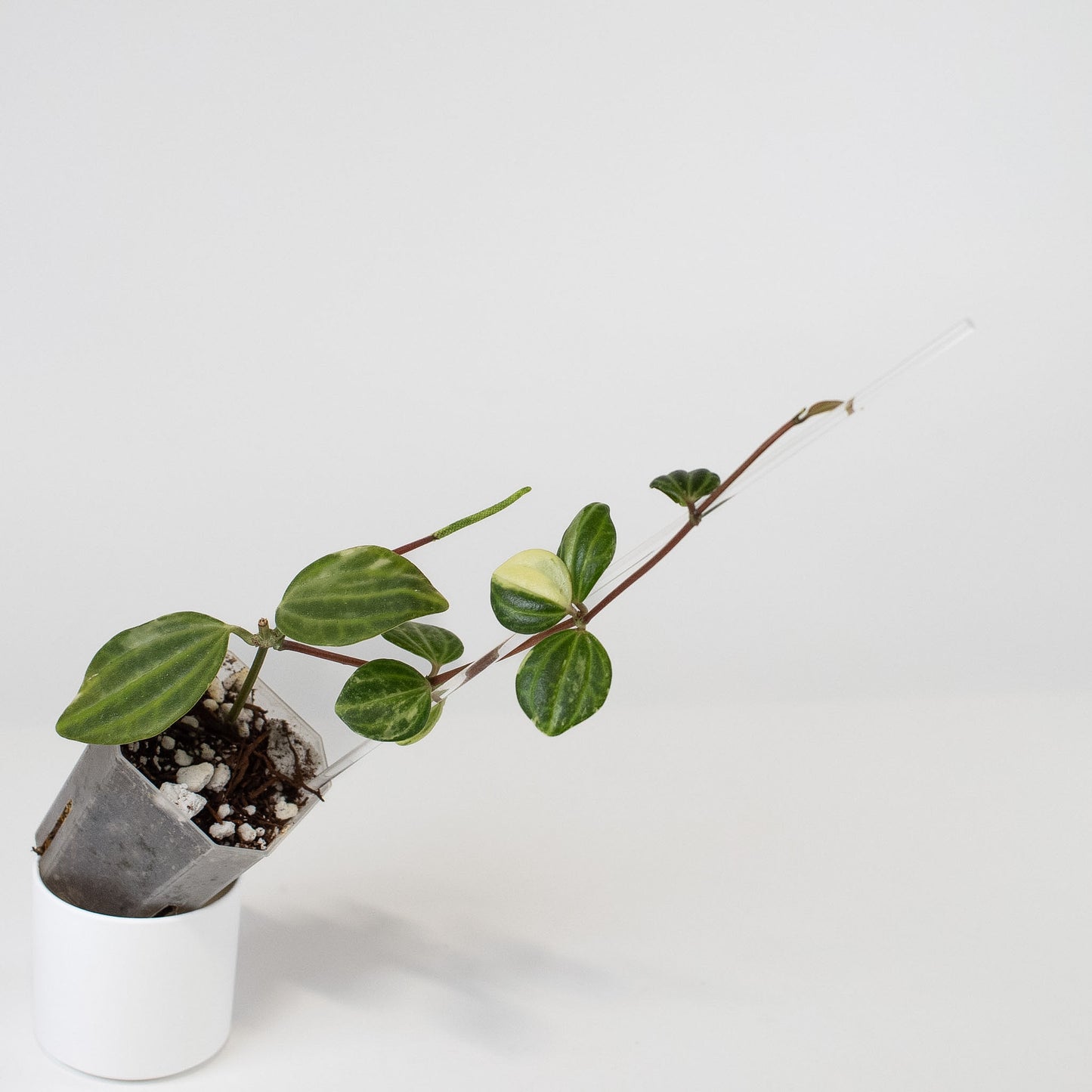 Peperomia Verde Variegated Tricolor (2416)