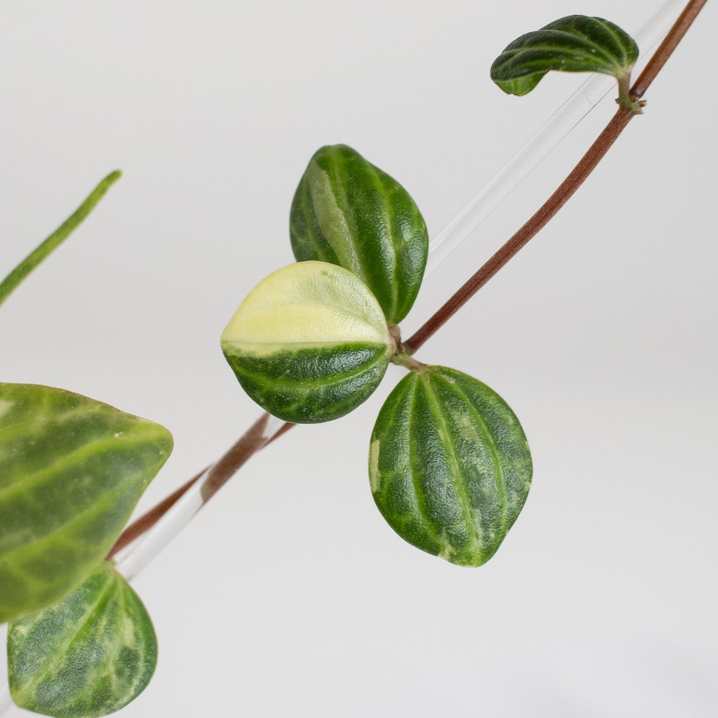 Peperomia Verde Variegated Tricolor (2416)