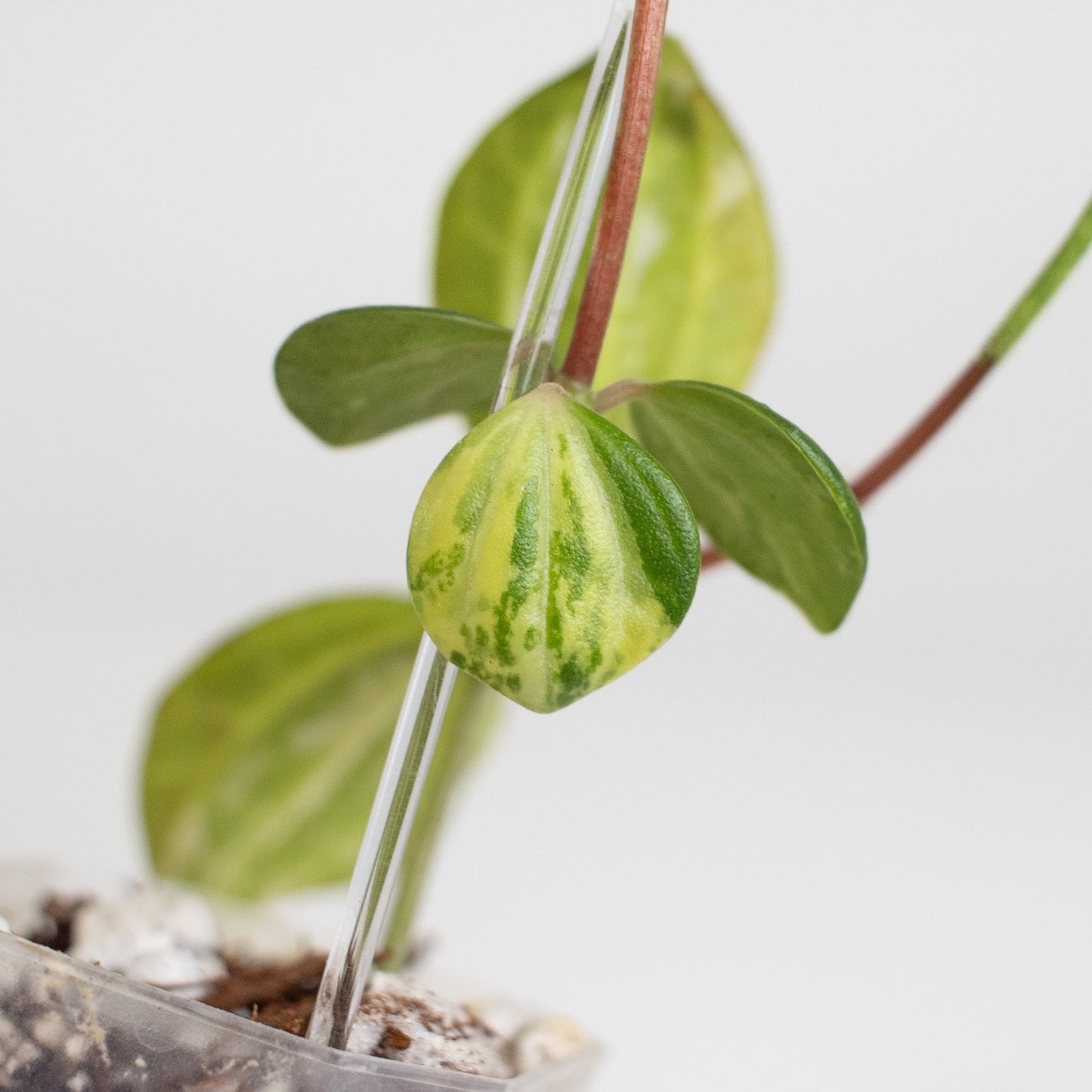 Peperomia Verde Variegated Tricolor (2416)