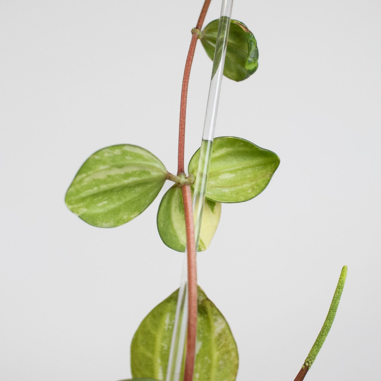 Peperomia Verde Variegated Tricolor (2416)