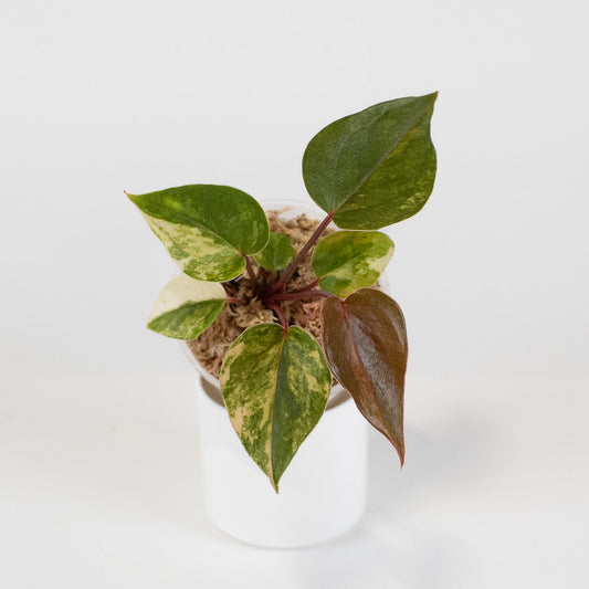 Anthurium Andraenum Variegated (2418)