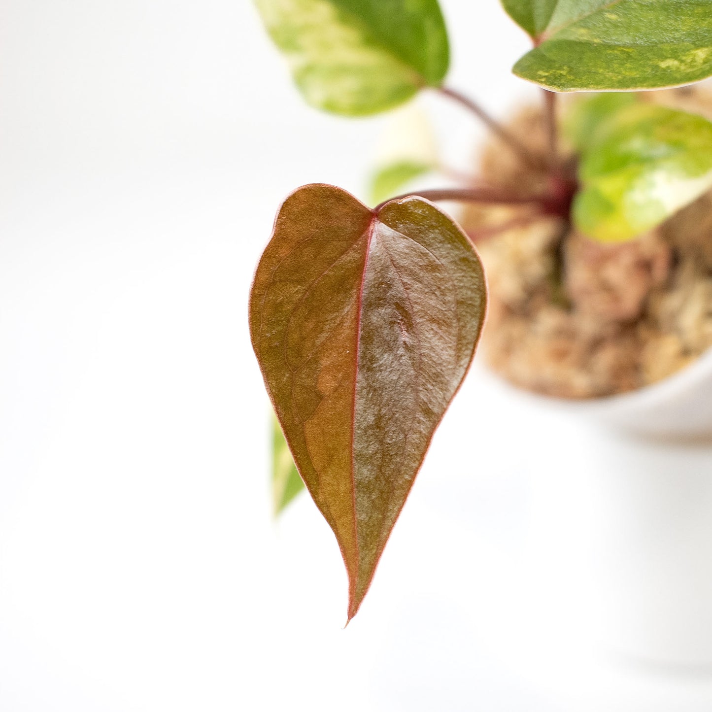 Anthurium Andraenum Variegated (2418)