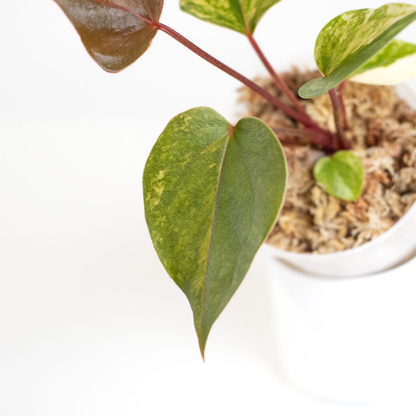 Anthurium Andraenum Variegated (2418)