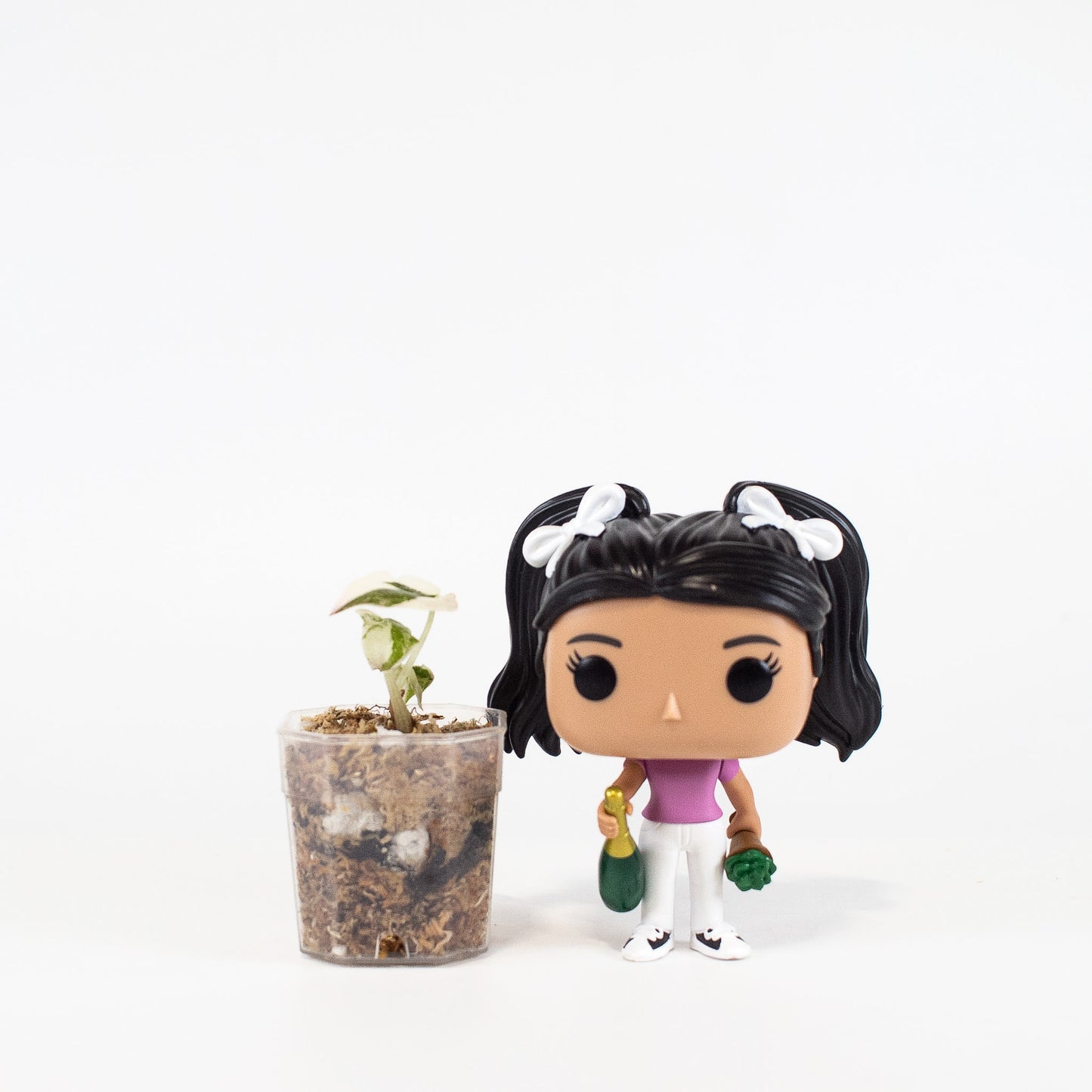 Alocasia Cuprea Albo/Pink (2417)