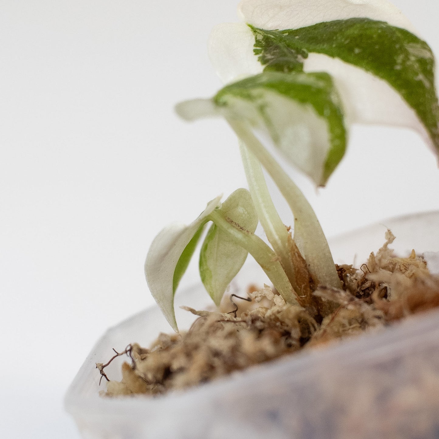 Alocasia Cuprea Albo/Pink (2417)