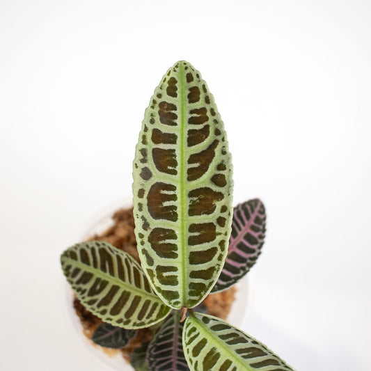 Labisia sp. Riau (2400)