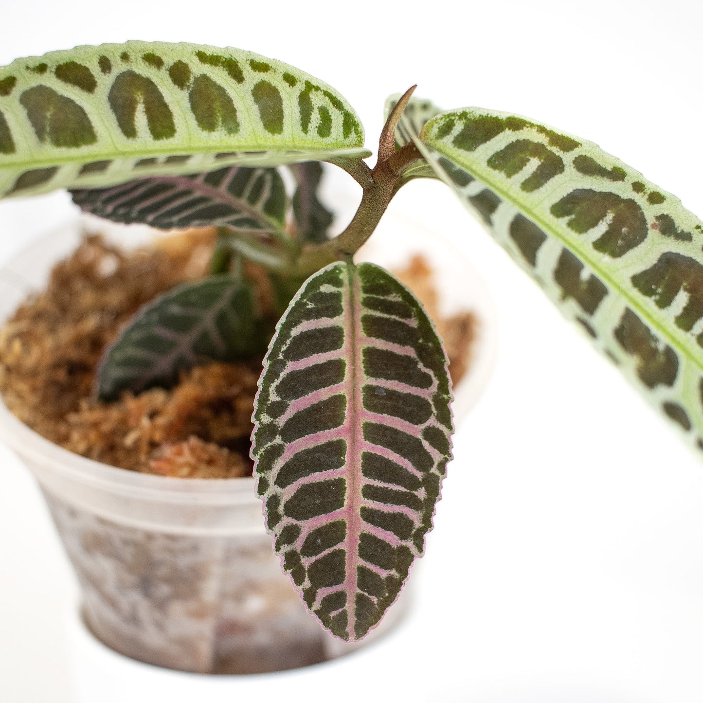 Labisia sp. Riau (2400)