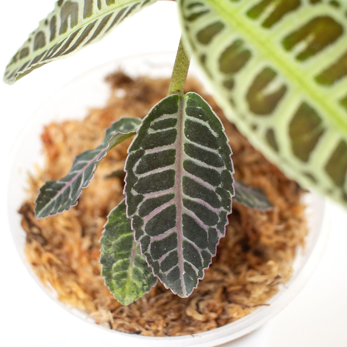 Labisia sp. Riau (2400)