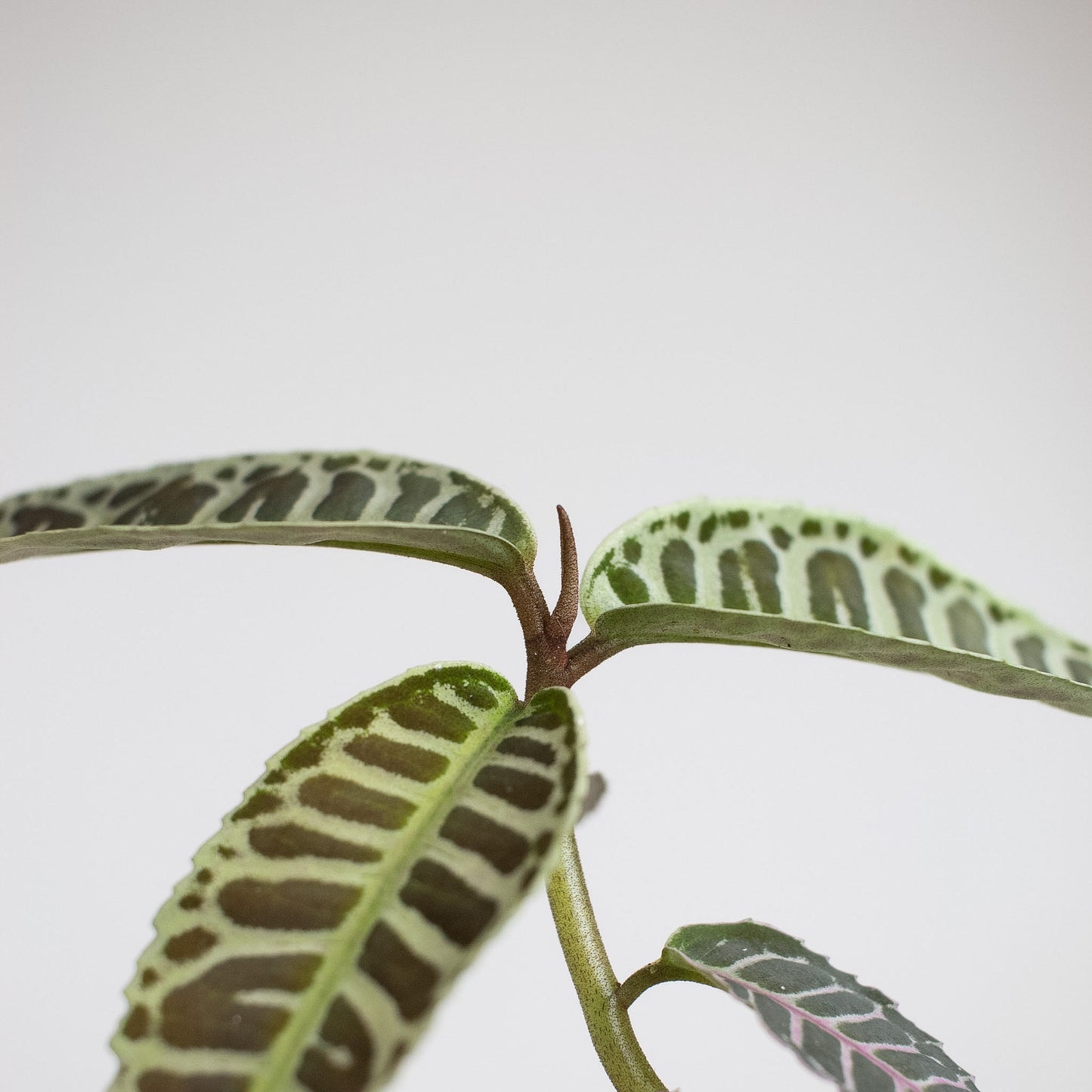 Labisia sp. Riau (2400)