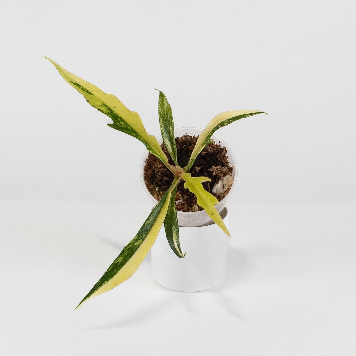 Philodendron Tortum Aurea Variegated (2402)