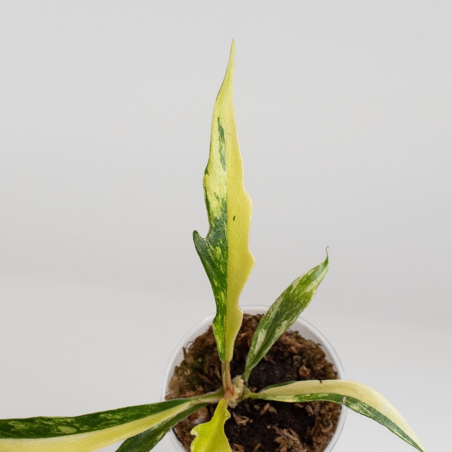 Philodendron Tortum Aurea Variegated (2402)