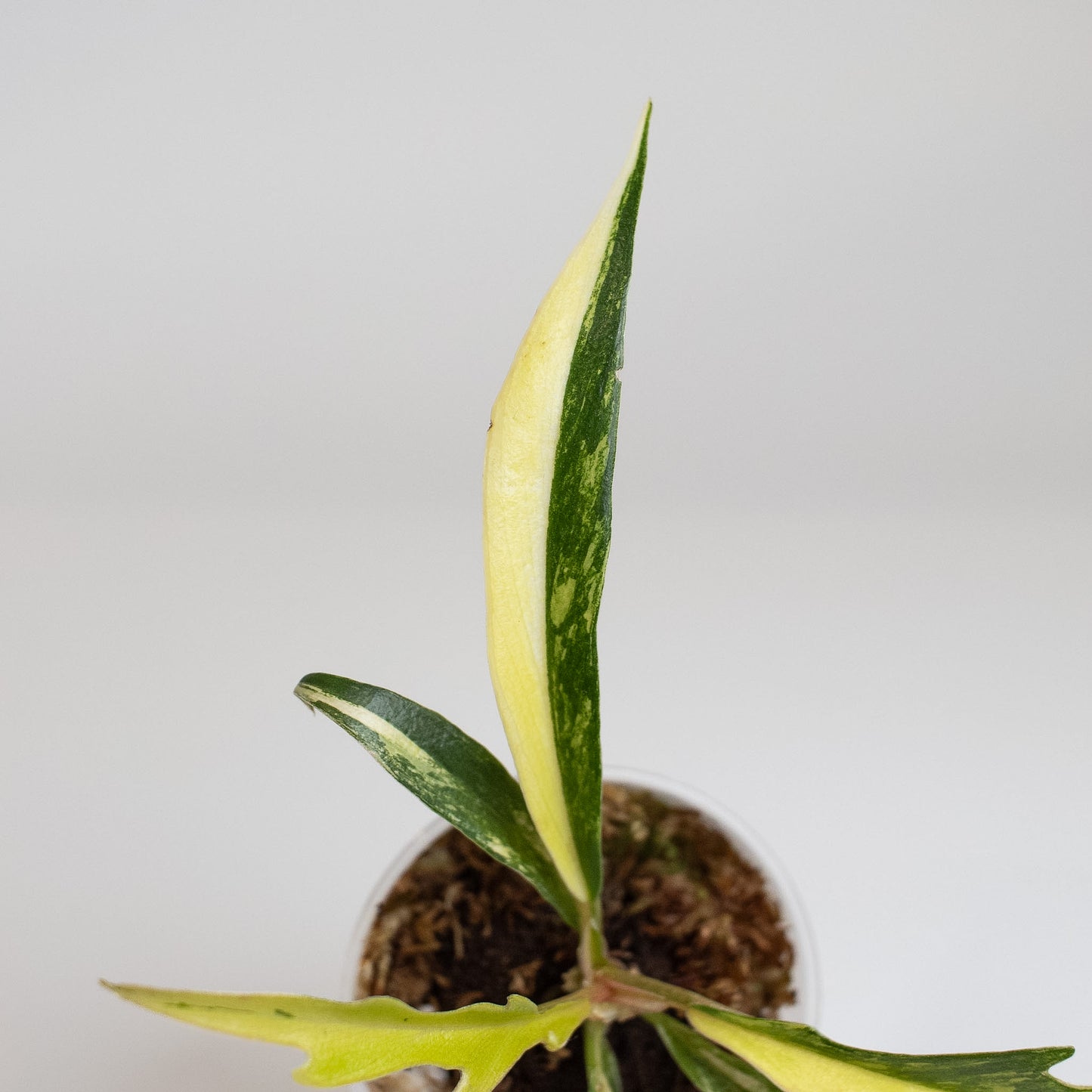 Philodendron Tortum Aurea Variegated (2402)
