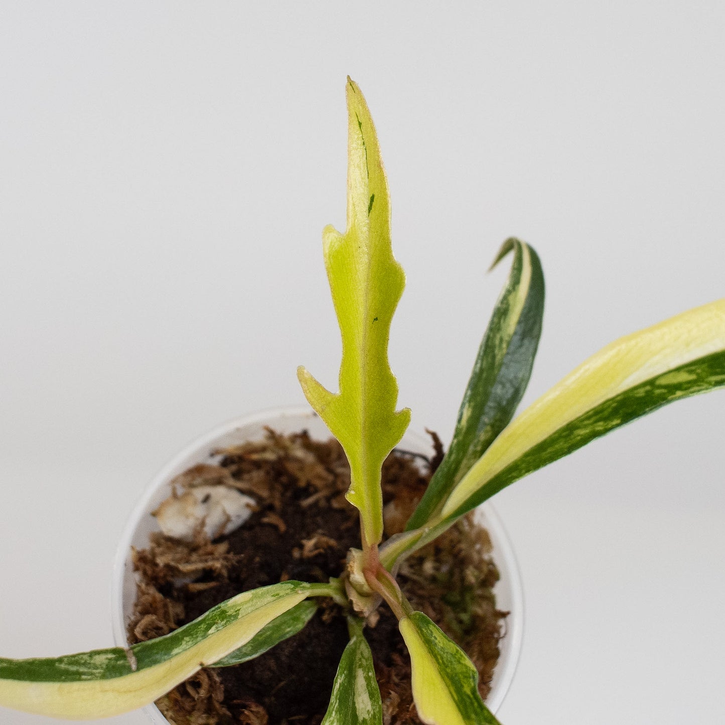 Philodendron Tortum Aurea Variegated (2402)