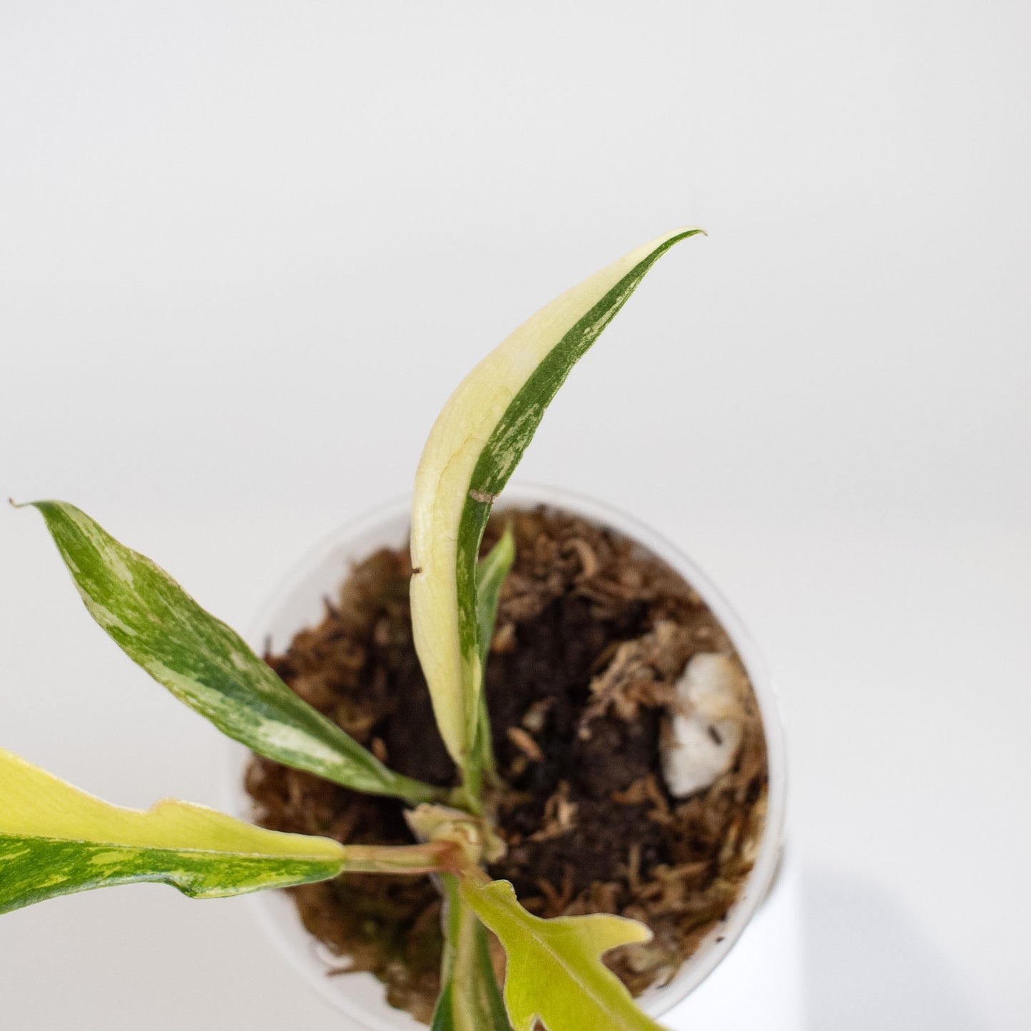 Philodendron Tortum Aurea Variegated (2402)