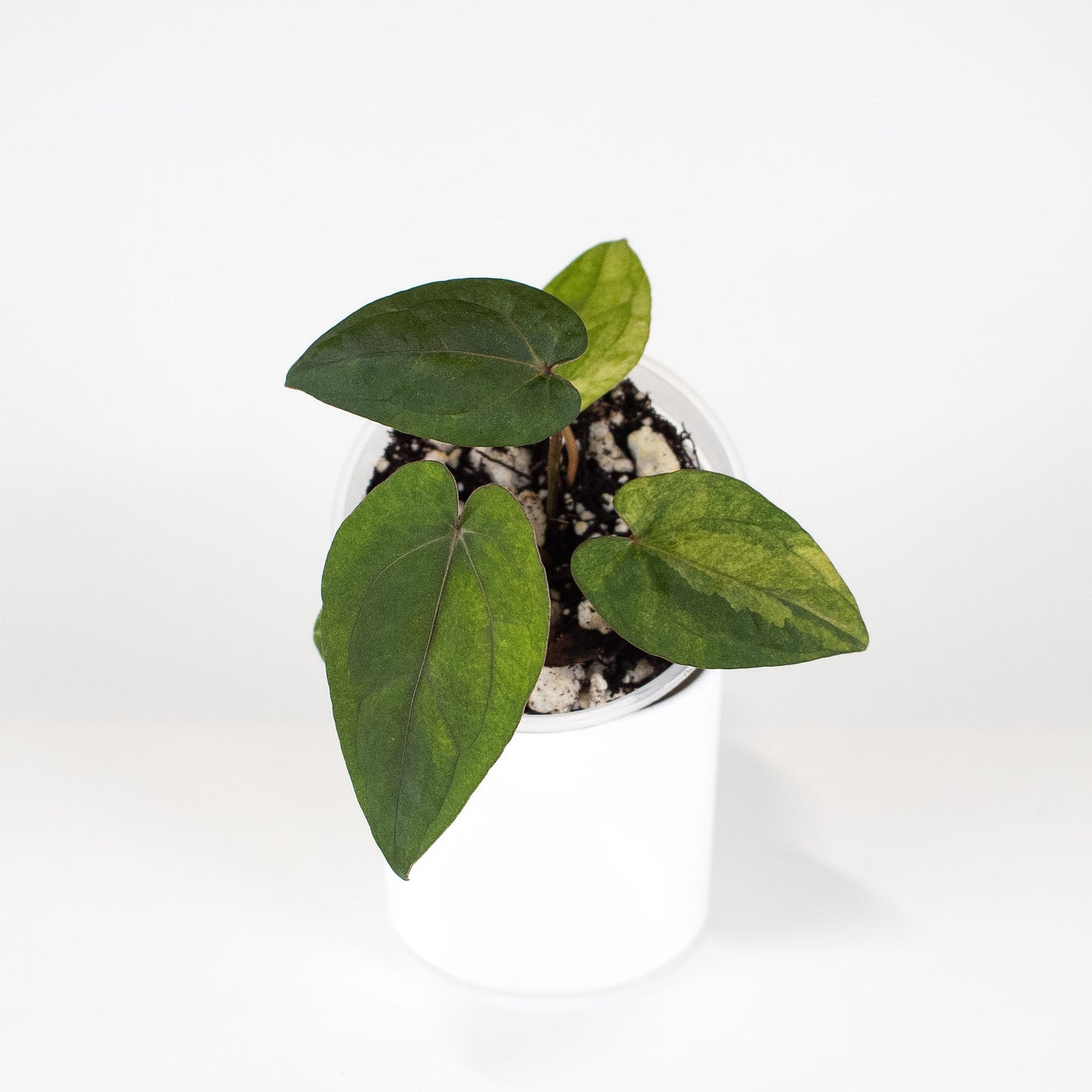 Anthurium RVDP x Red Crystallinum Variegated (2403)