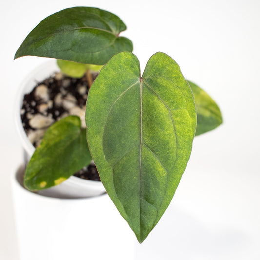 Anthurium RVDP x Red Crystallinum Variegated (2403)
