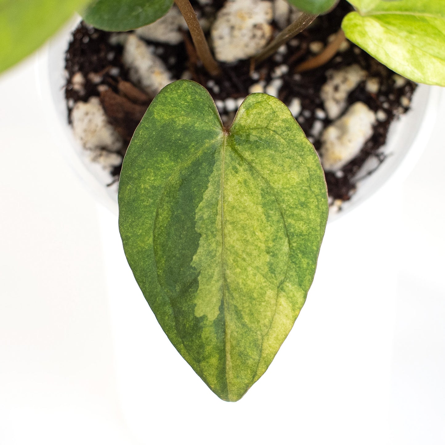 Anthurium RVDP x Red Crystallinum Variegated (2403)