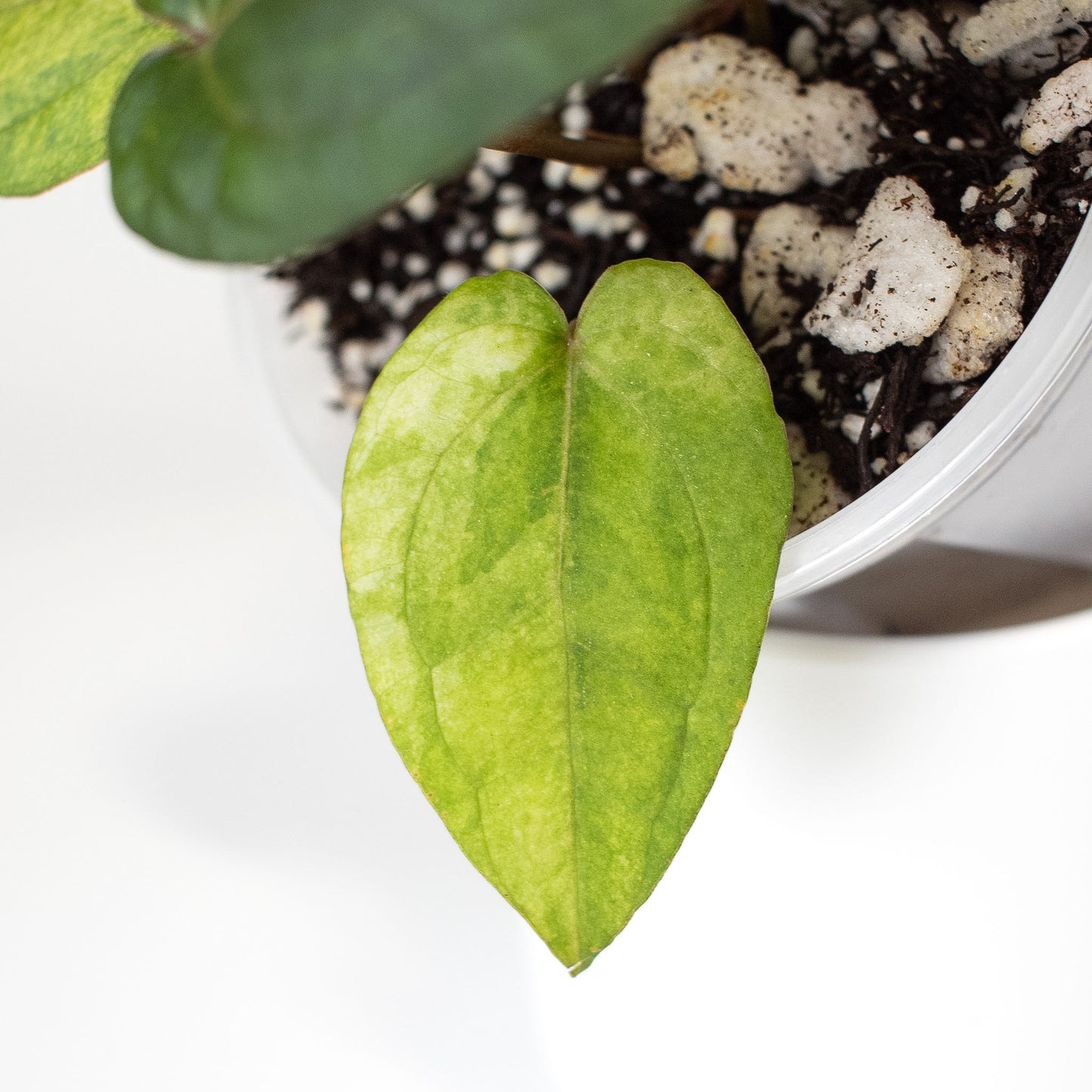 Anthurium RVDP x Red Crystallinum Variegated (2403)