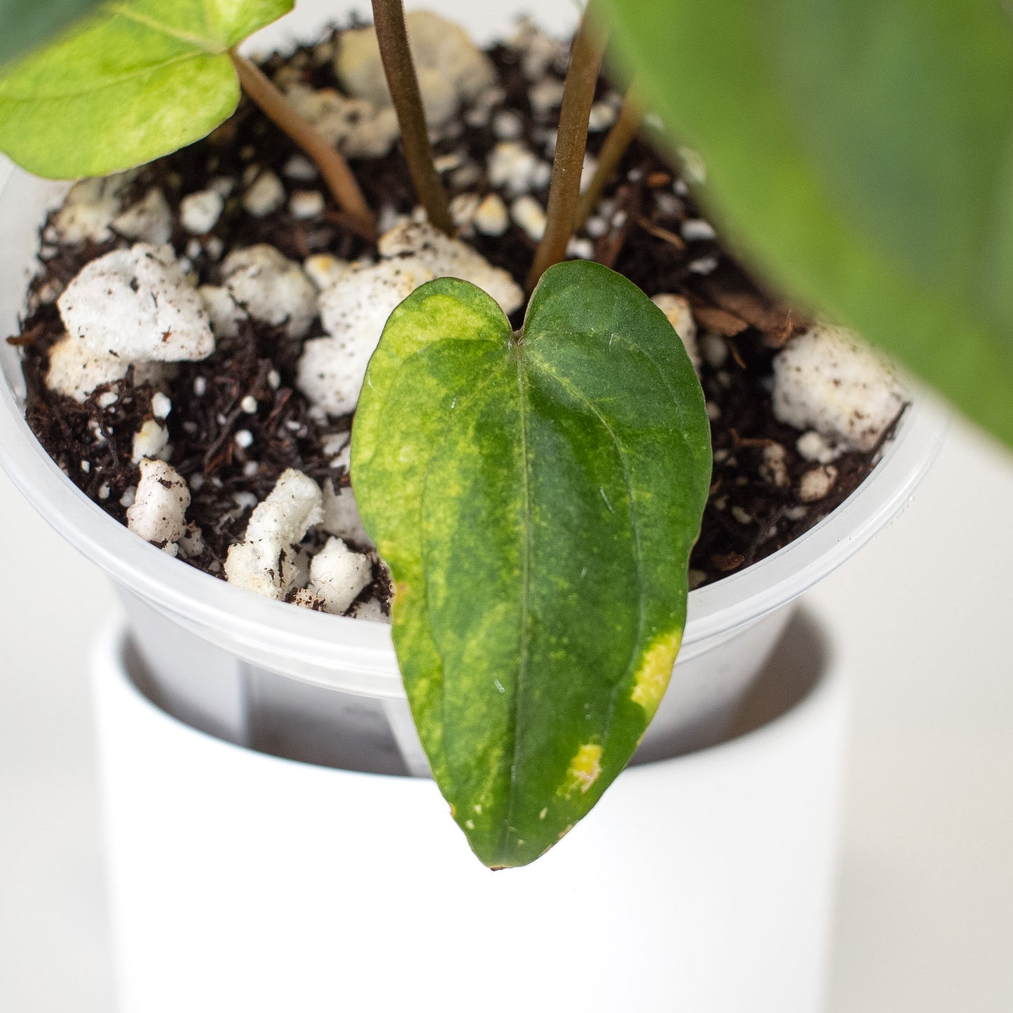 Anthurium RVDP x Red Crystallinum Variegated (2403)