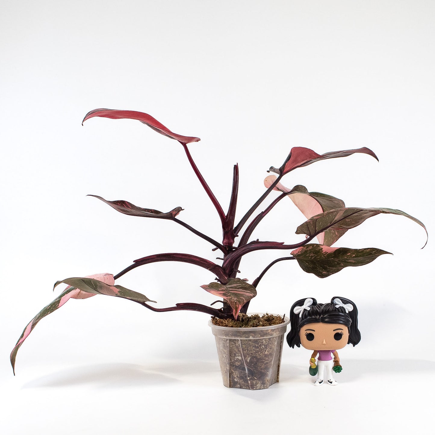 Philodendron 'Pink Princess Galaxy' (2404)