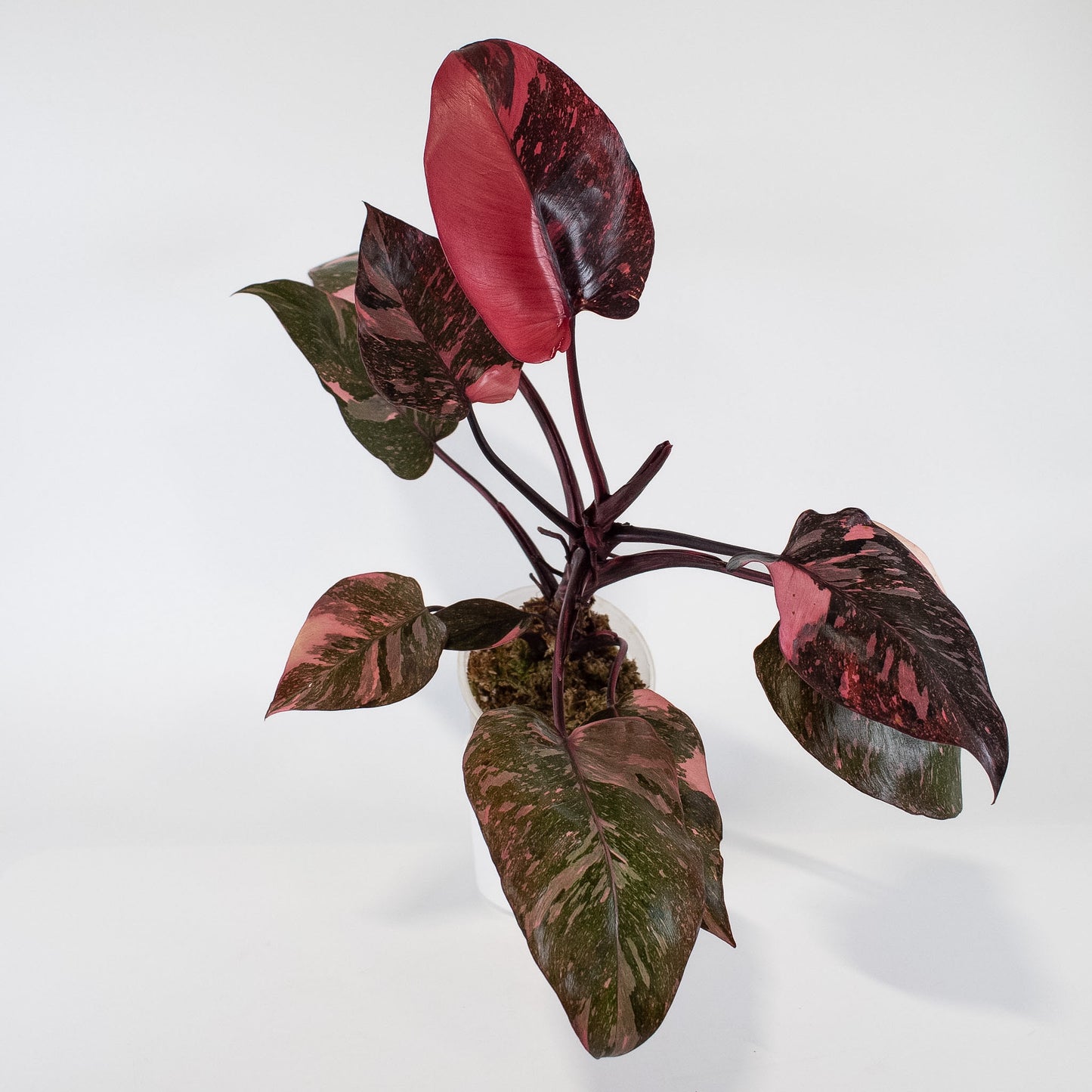 Philodendron 'Pink Princess Galaxy' (2404)