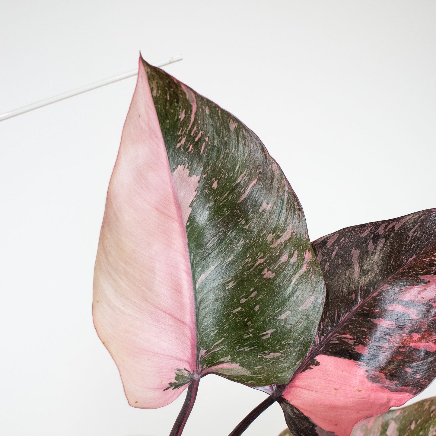 Philodendron 'Pink Princess Galaxy' (2404)