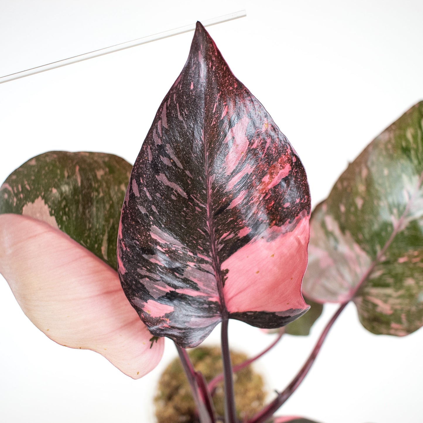 Philodendron 'Pink Princess Galaxy' (2404)