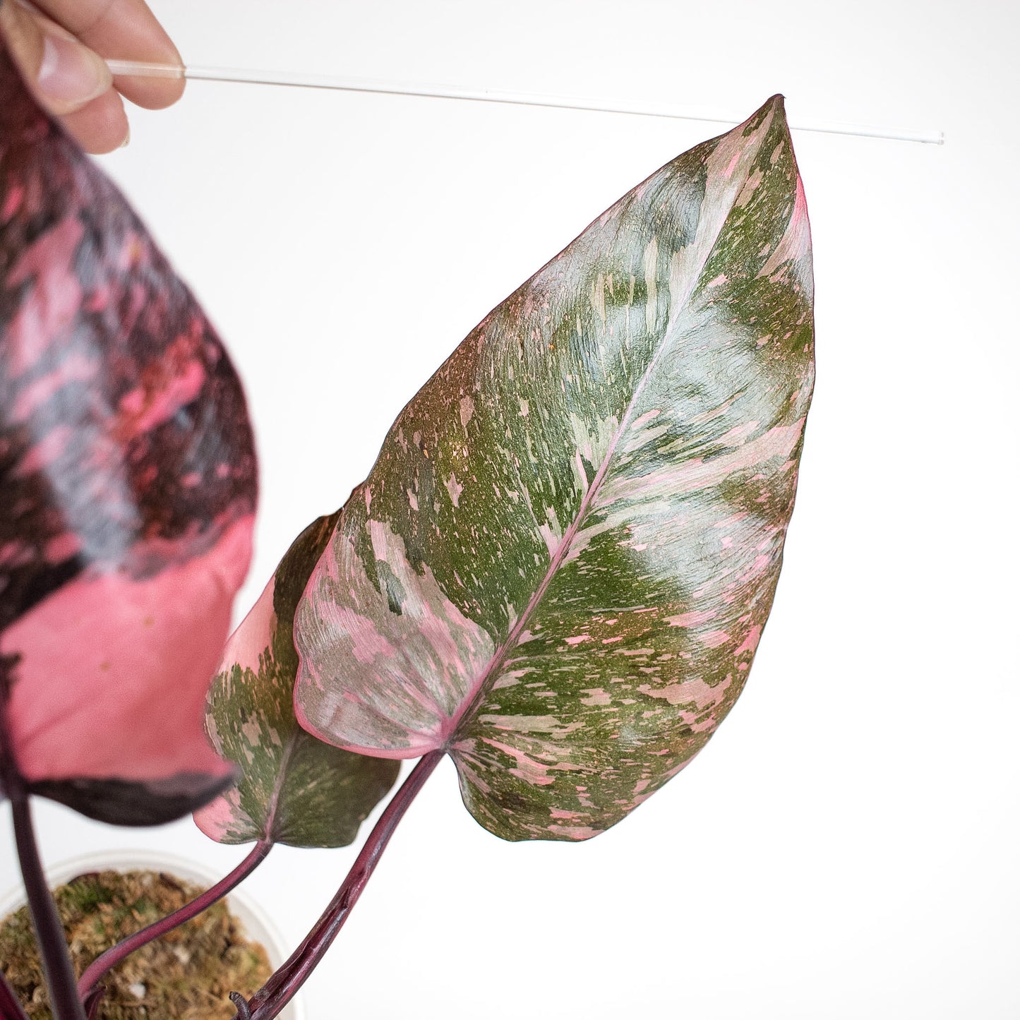 Philodendron 'Pink Princess Galaxy' (2404)