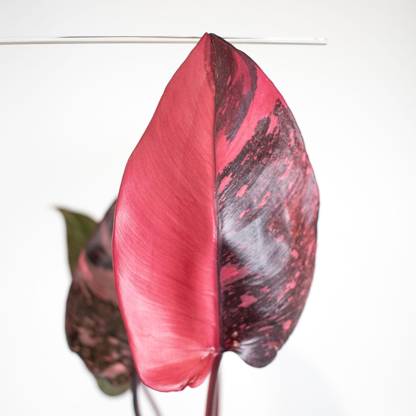 Philodendron 'Pink Princess Galaxy' (2404)
