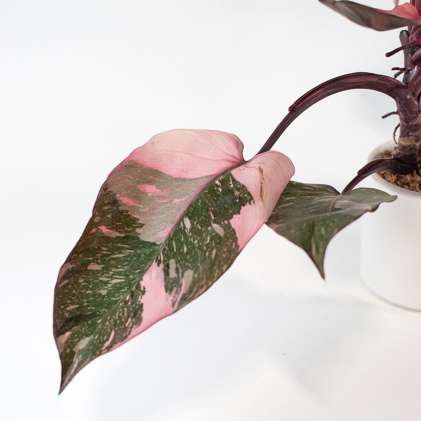 Philodendron 'Pink Princess Galaxy' (2404)
