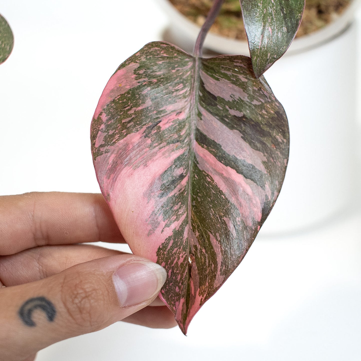 Philodendron 'Pink Princess Galaxy' (2404)