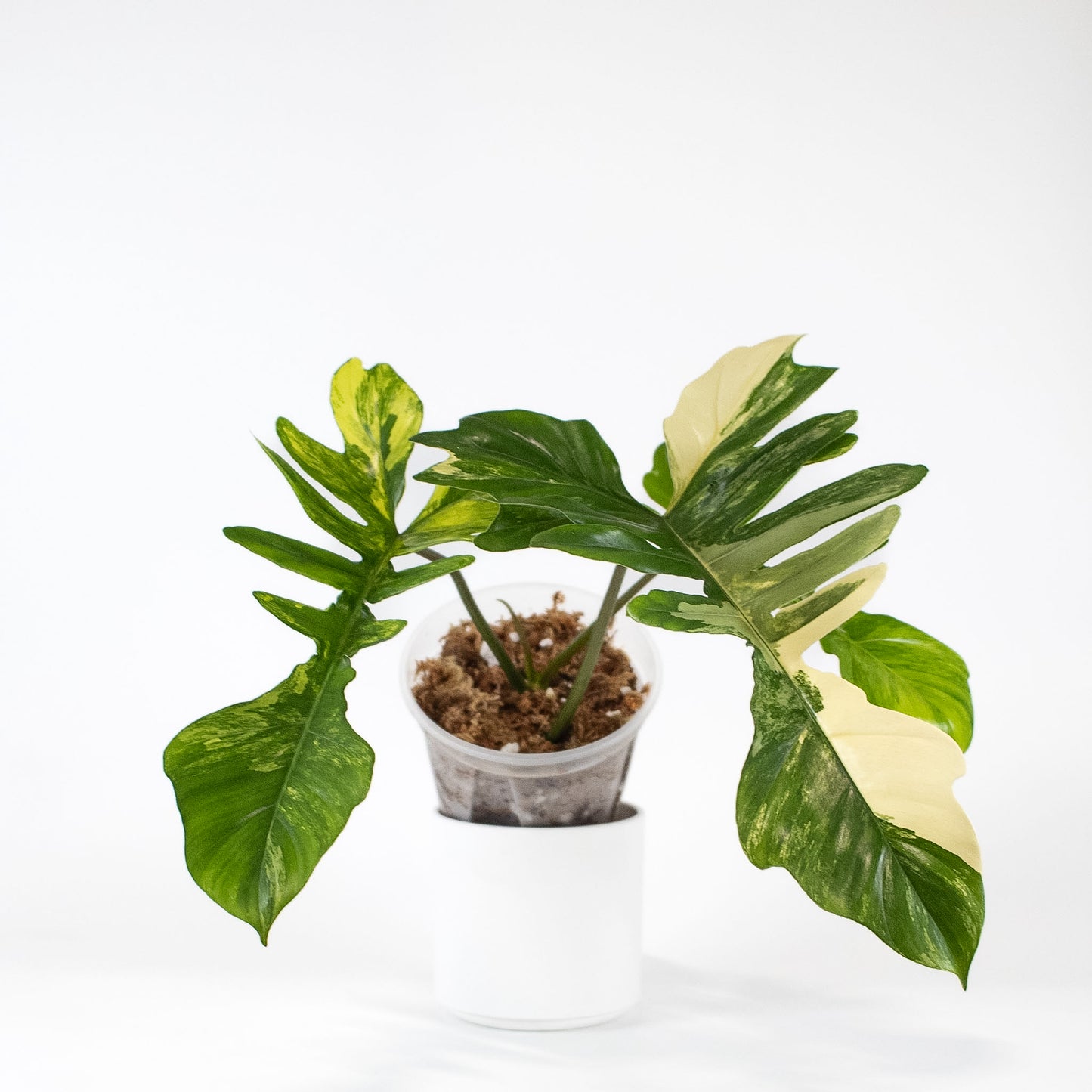 Philodendron Florida Beauty x Mayoi Variegated (2401)