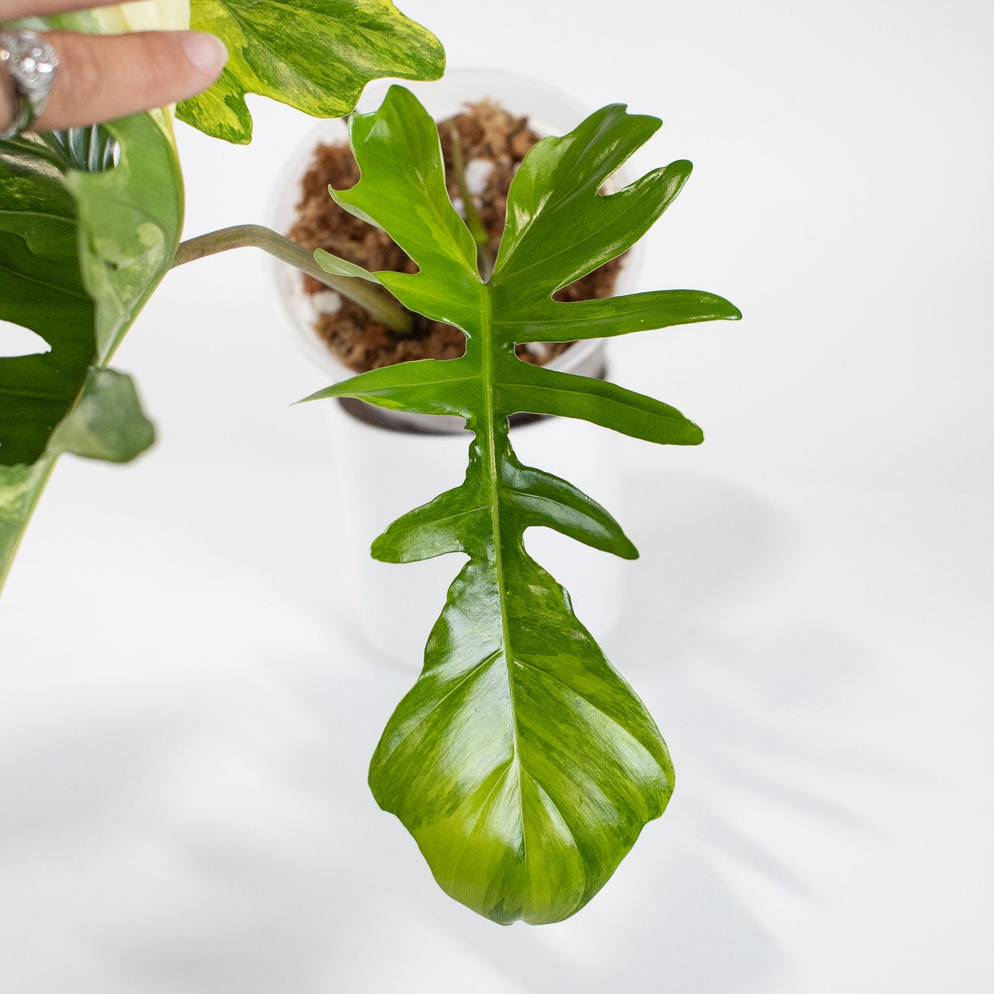 Philodendron Florida Beauty x Mayoi Variegated (2401)