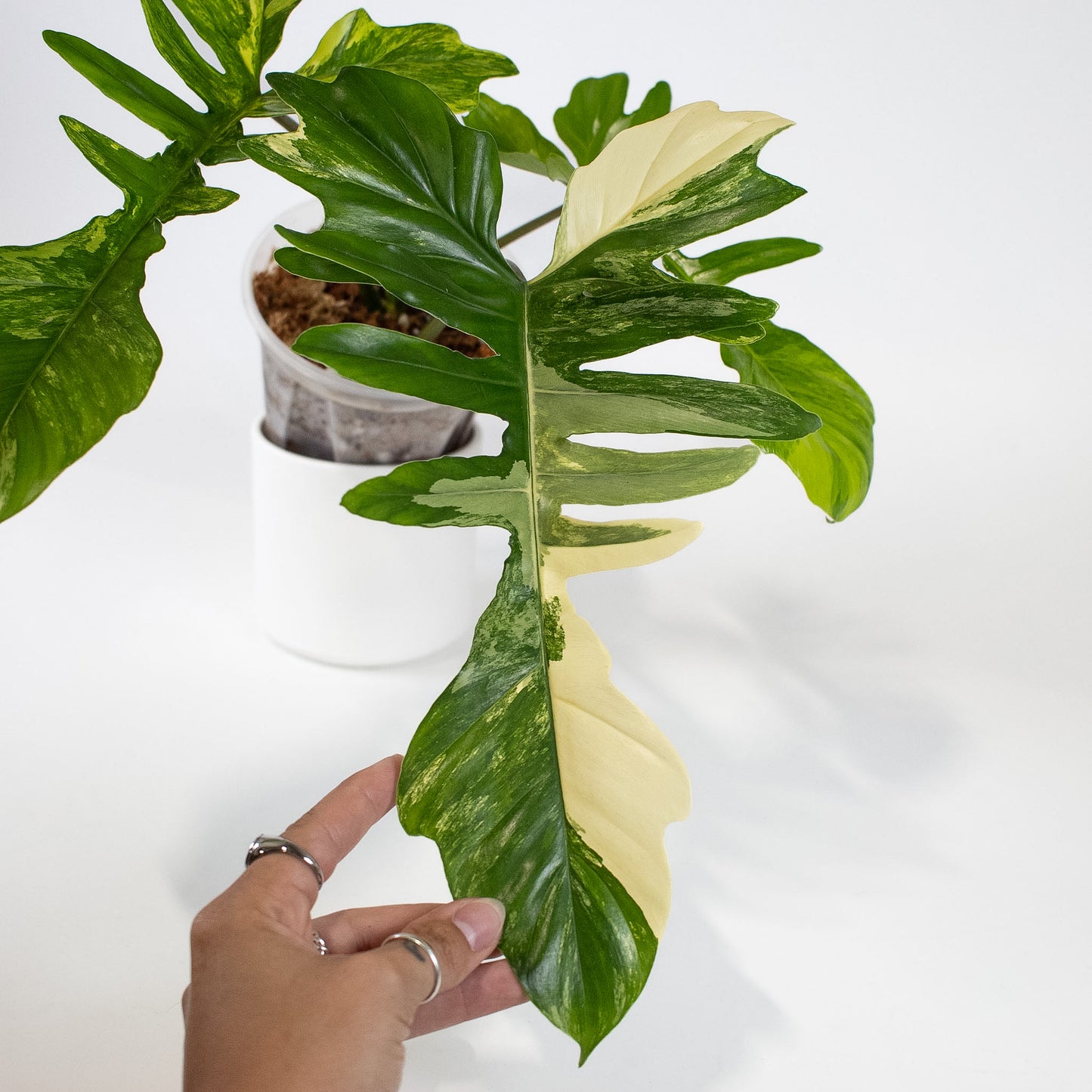 Philodendron Florida Beauty x Mayoi Variegated (2401)