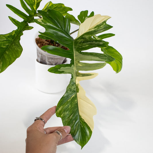 Philodendron Florida Beauty x Mayoi Variegated (2401)