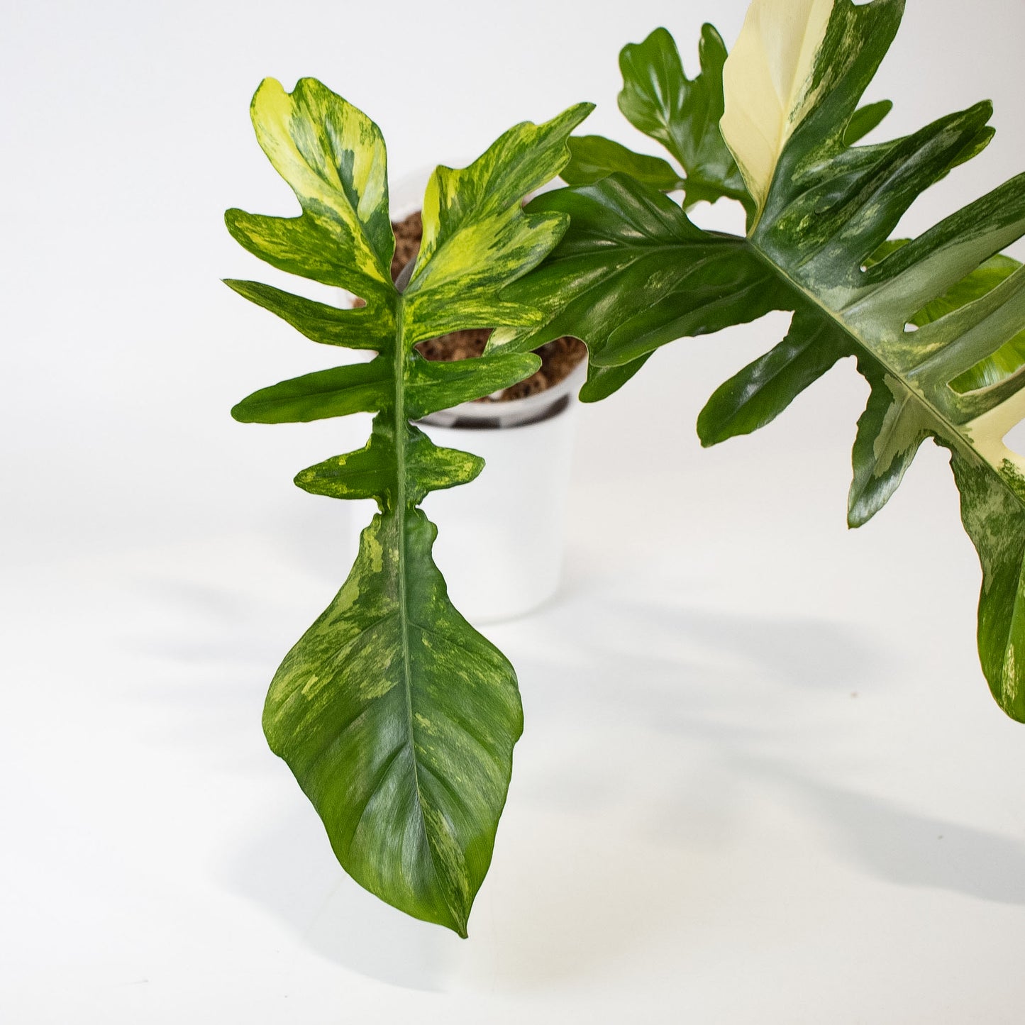 Philodendron Florida Beauty x Mayoi Variegated (2401)