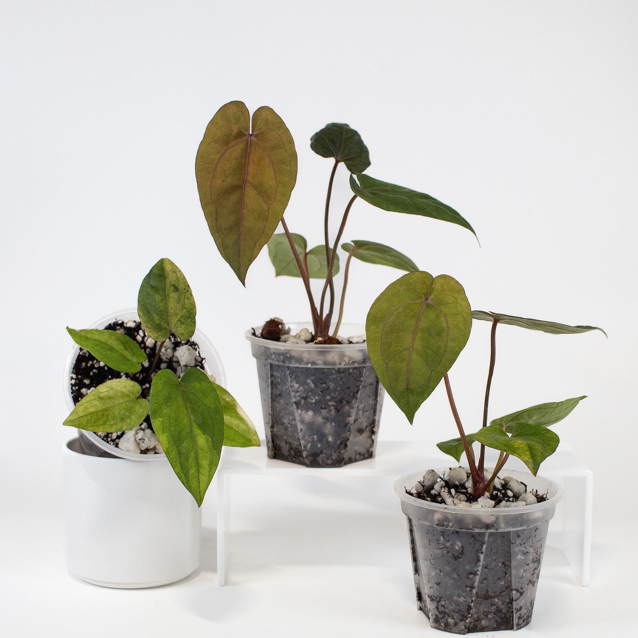 Anthurium Red Vein Dark Phoenix x Red Crystallinum Variegated