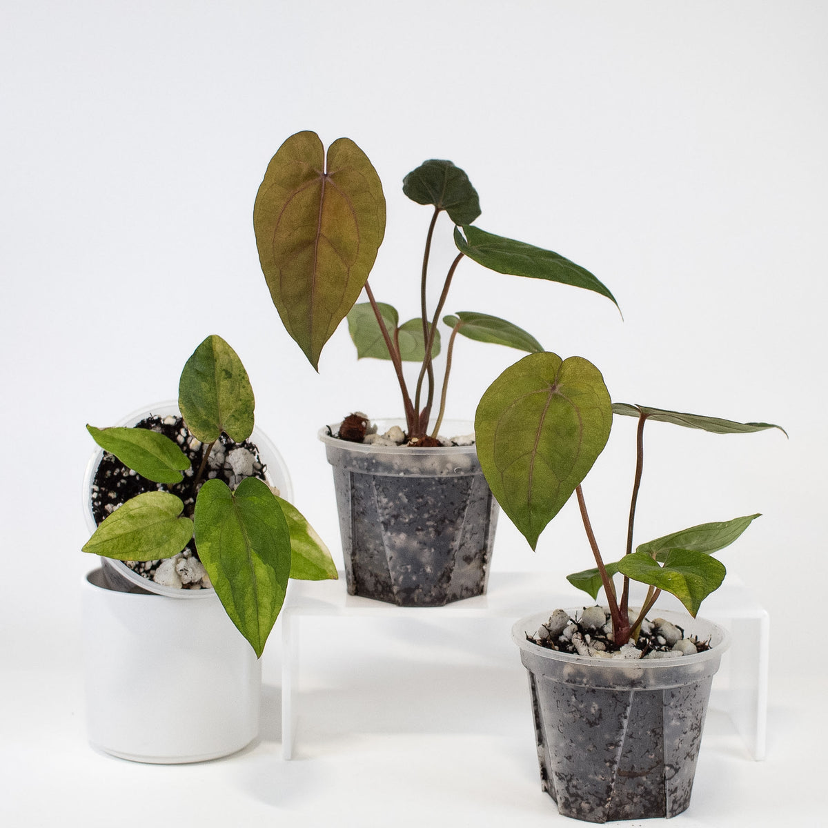 Anthurium Red Vein Dark Phoenix x Red Crystallinum Variegated *Growers Choice*